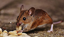 24 Hour & Emergency Exterminators in Dos Vientos Ranch, CA